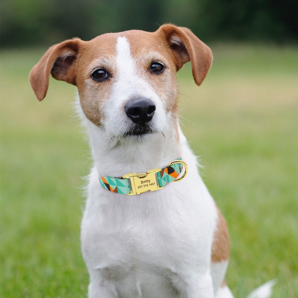 Personalized bound to stand out dog collar, Free Engraveing, for Small to Large breeds