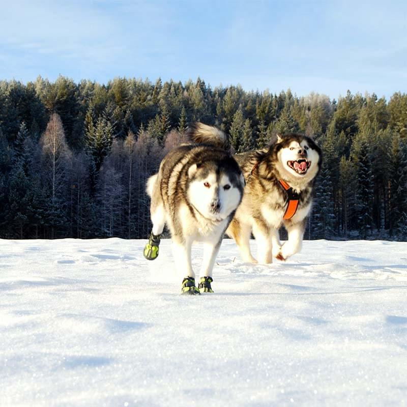 "Truelove" Waterproof Dog Shoes