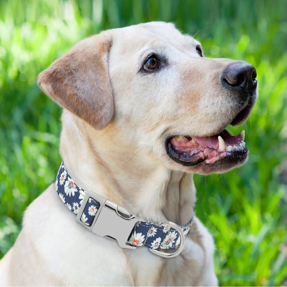 Personalized bright and outgoing dog collar, with engraveing on buckle, for small to large breeds