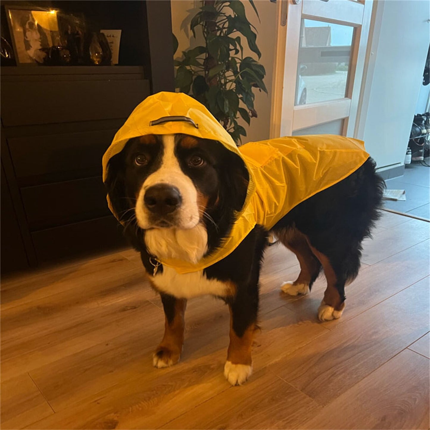 Large Raincoat, With Safety Reflective Stripe, Big Breeds