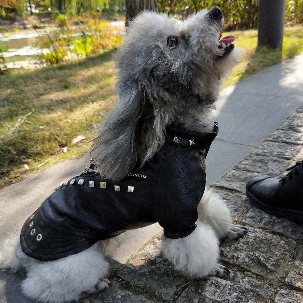 Leather Stud Jacket