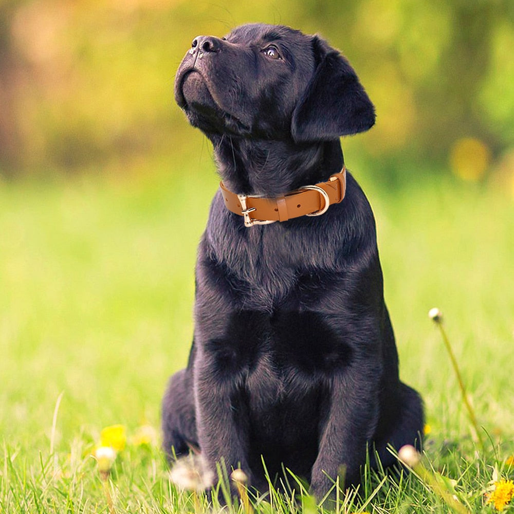 Padded Leather puppy collar, for medium to extra large breeds