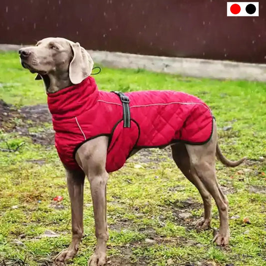 Dog Outdoor Rain Jacket, With Fur Lining