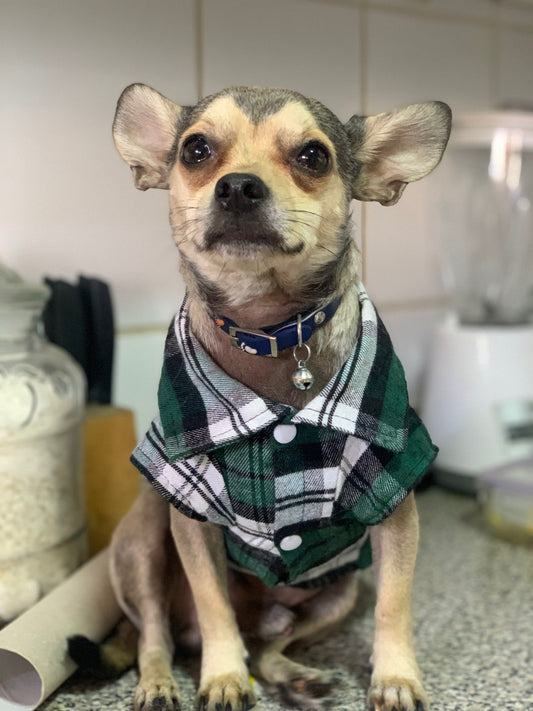 Plaid Shirt, With Button Up Front